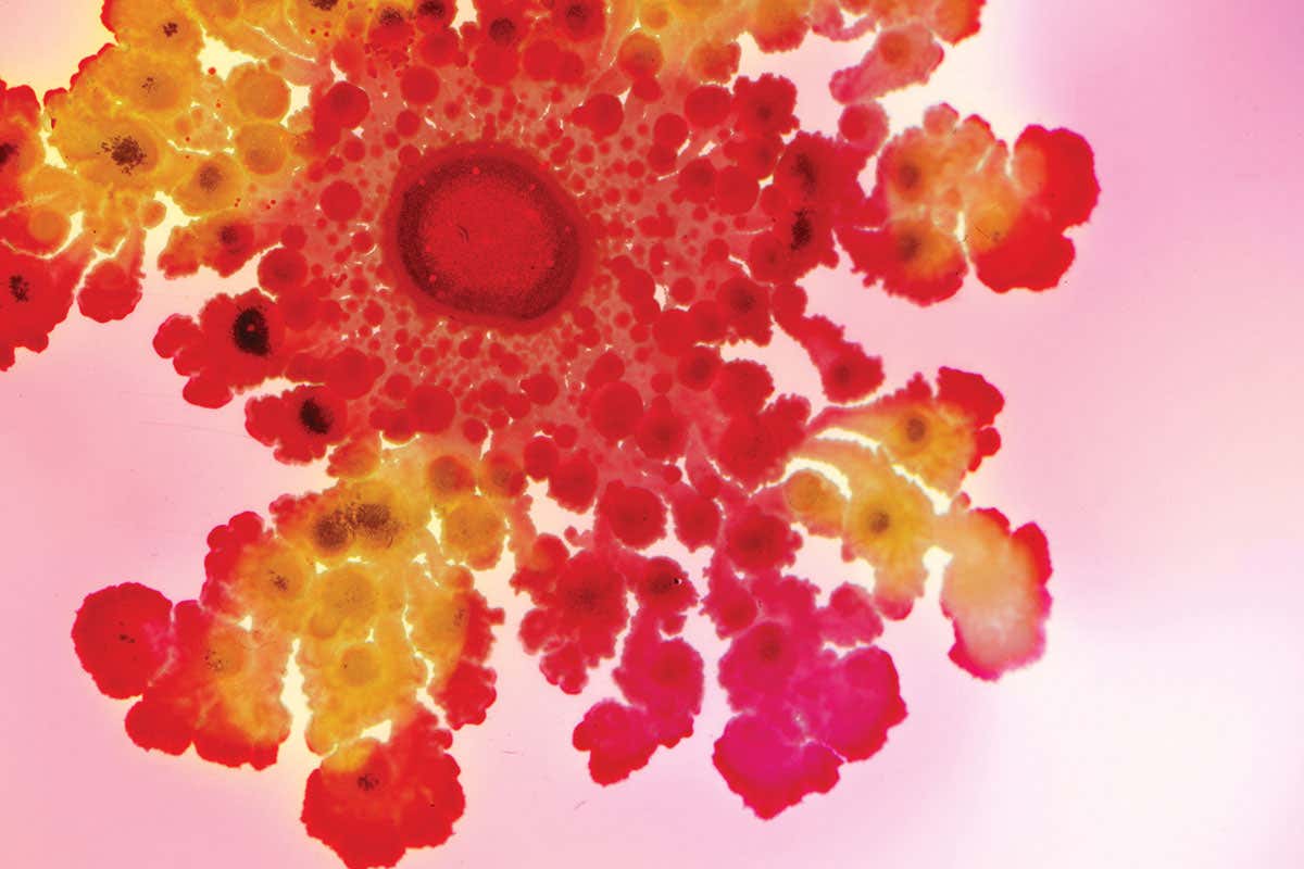 Bacterial World review – celebrating how bacteria made life on Earth