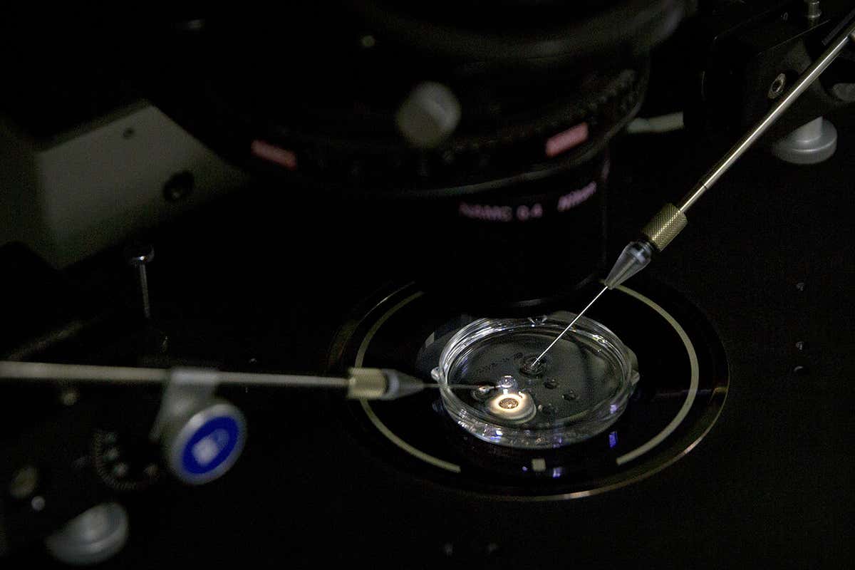 An embryo being given CRISPR machinery