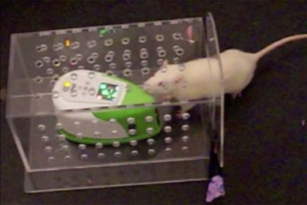 A rat and a robot rat