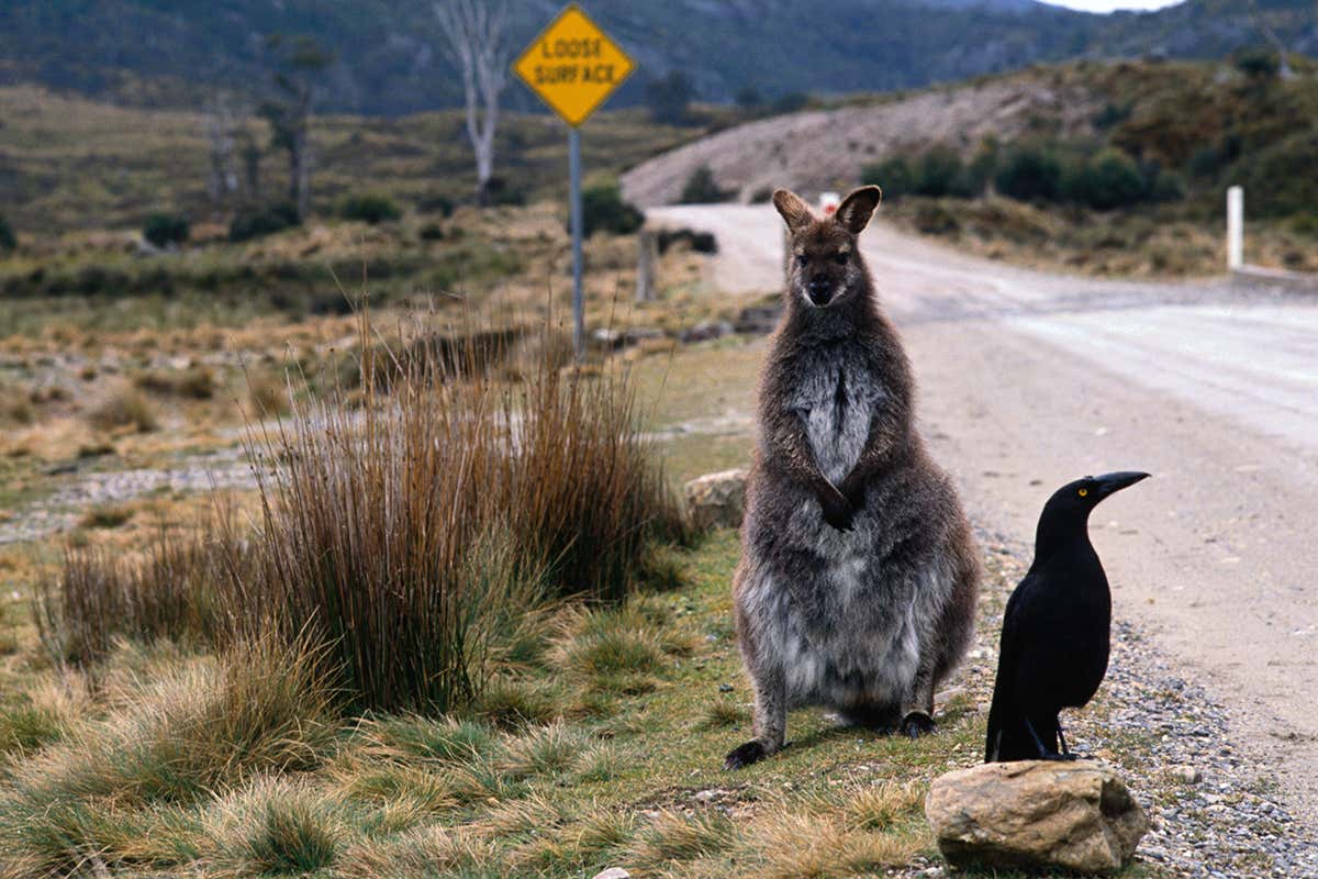 A wallaby in Tasmania