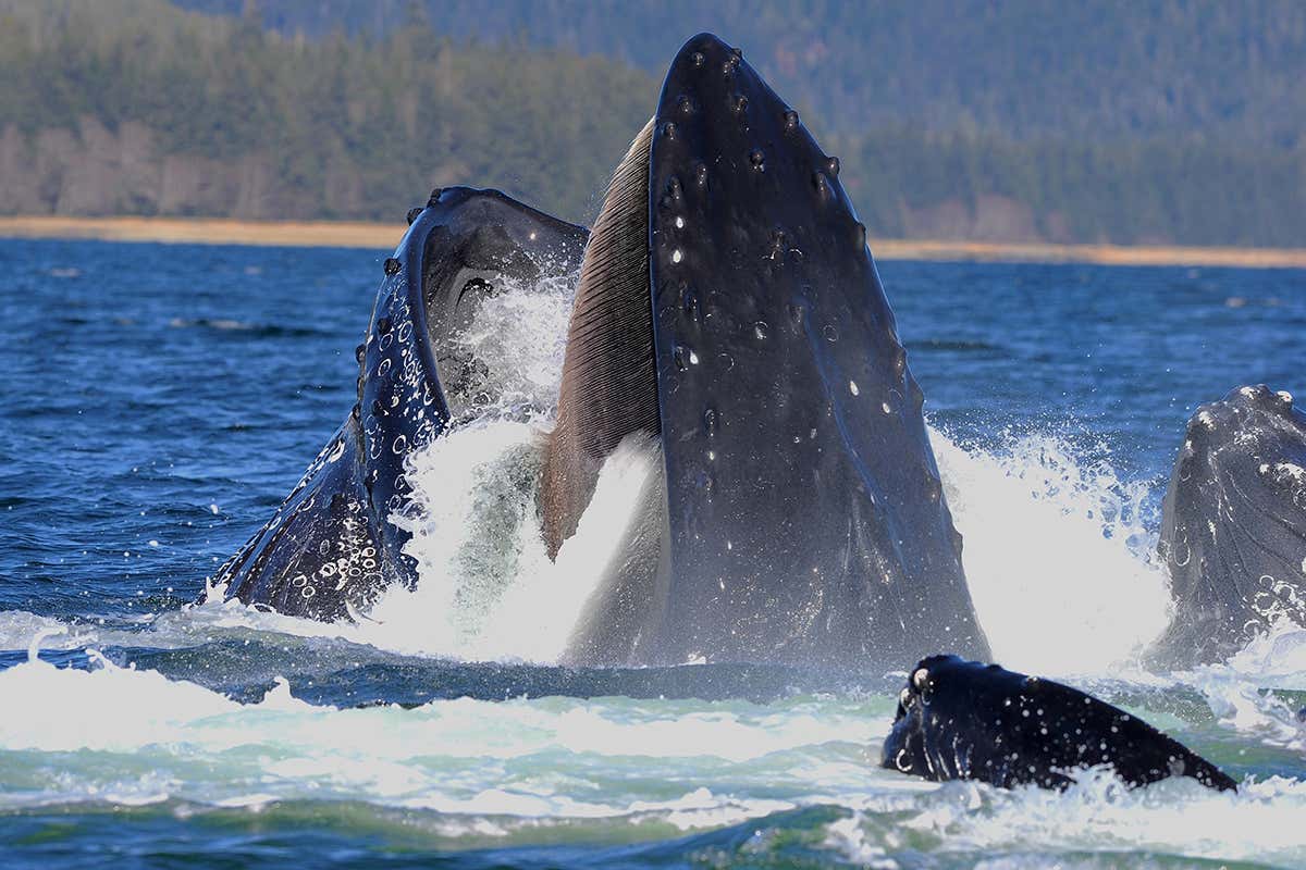 humpback whale
