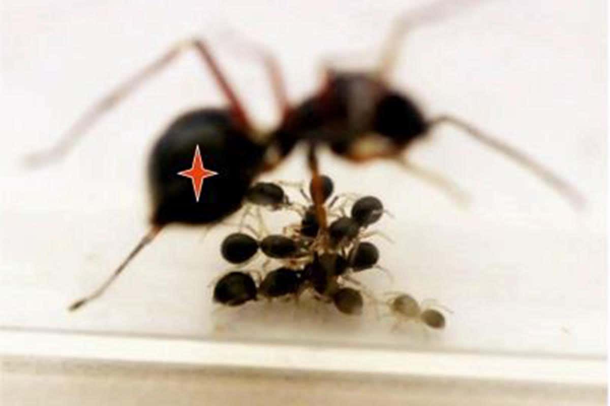 mother spider and offspring