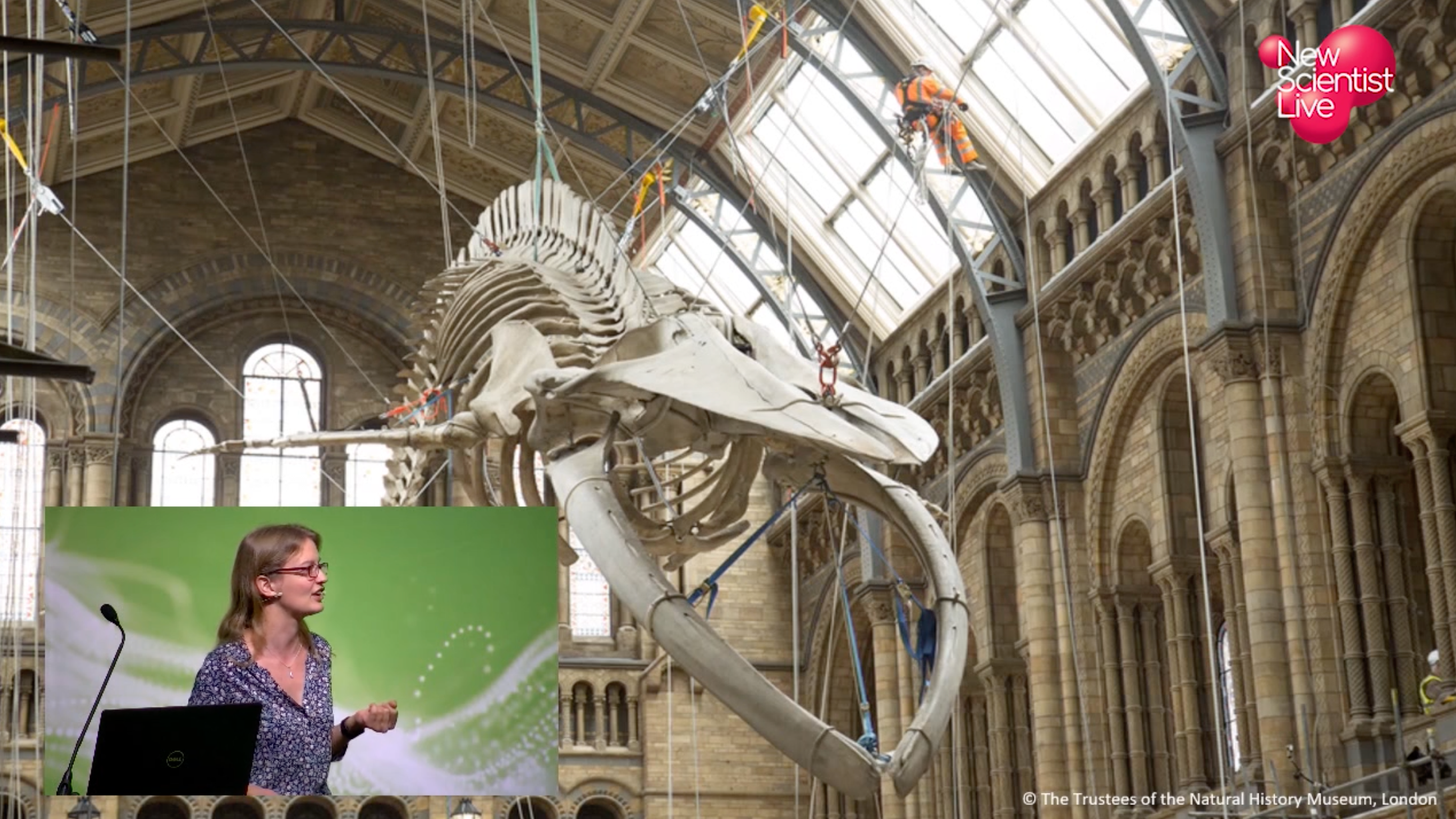 Natalie Cooper: The life and death of London's blue whale