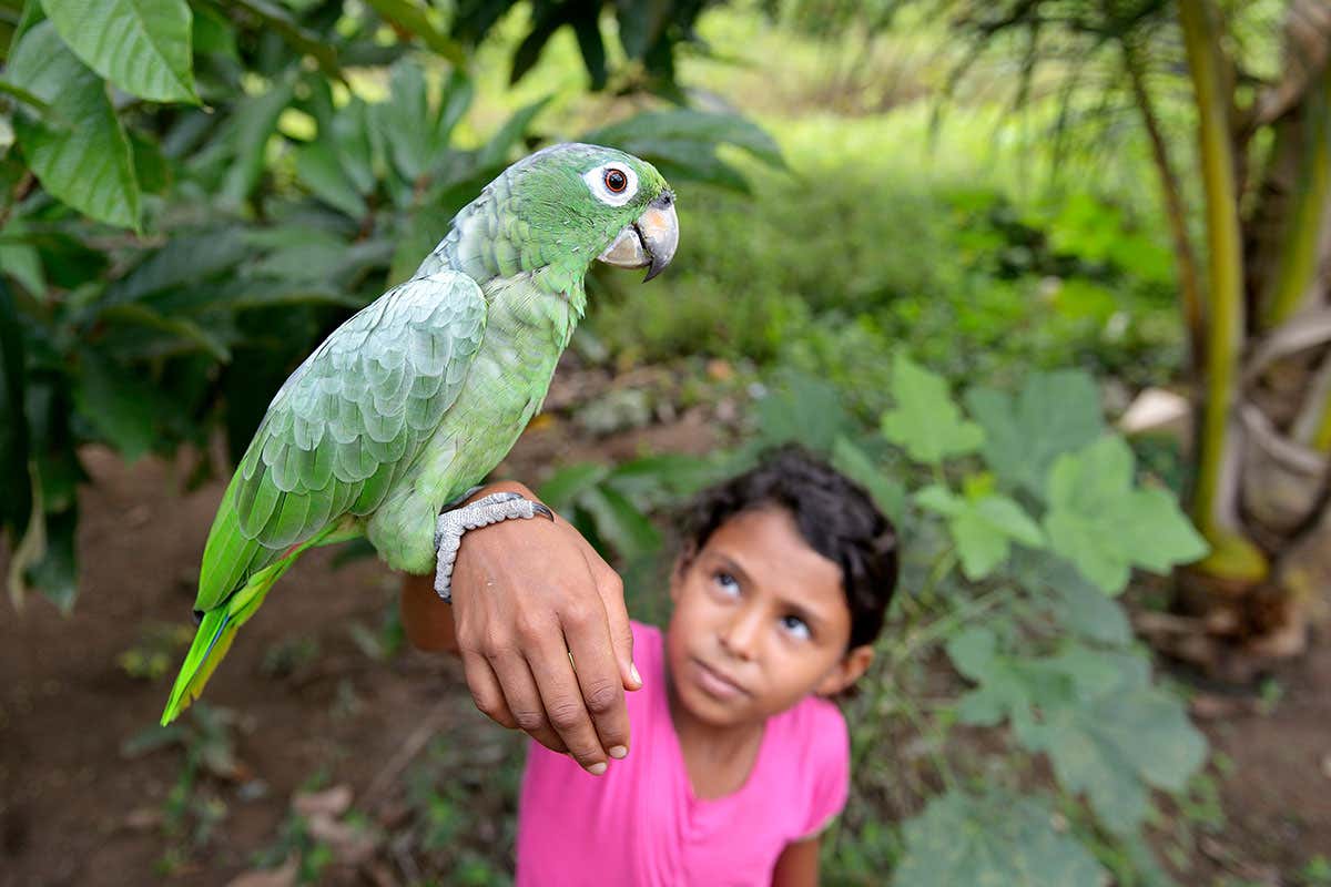 blue-footed Amazon parrot