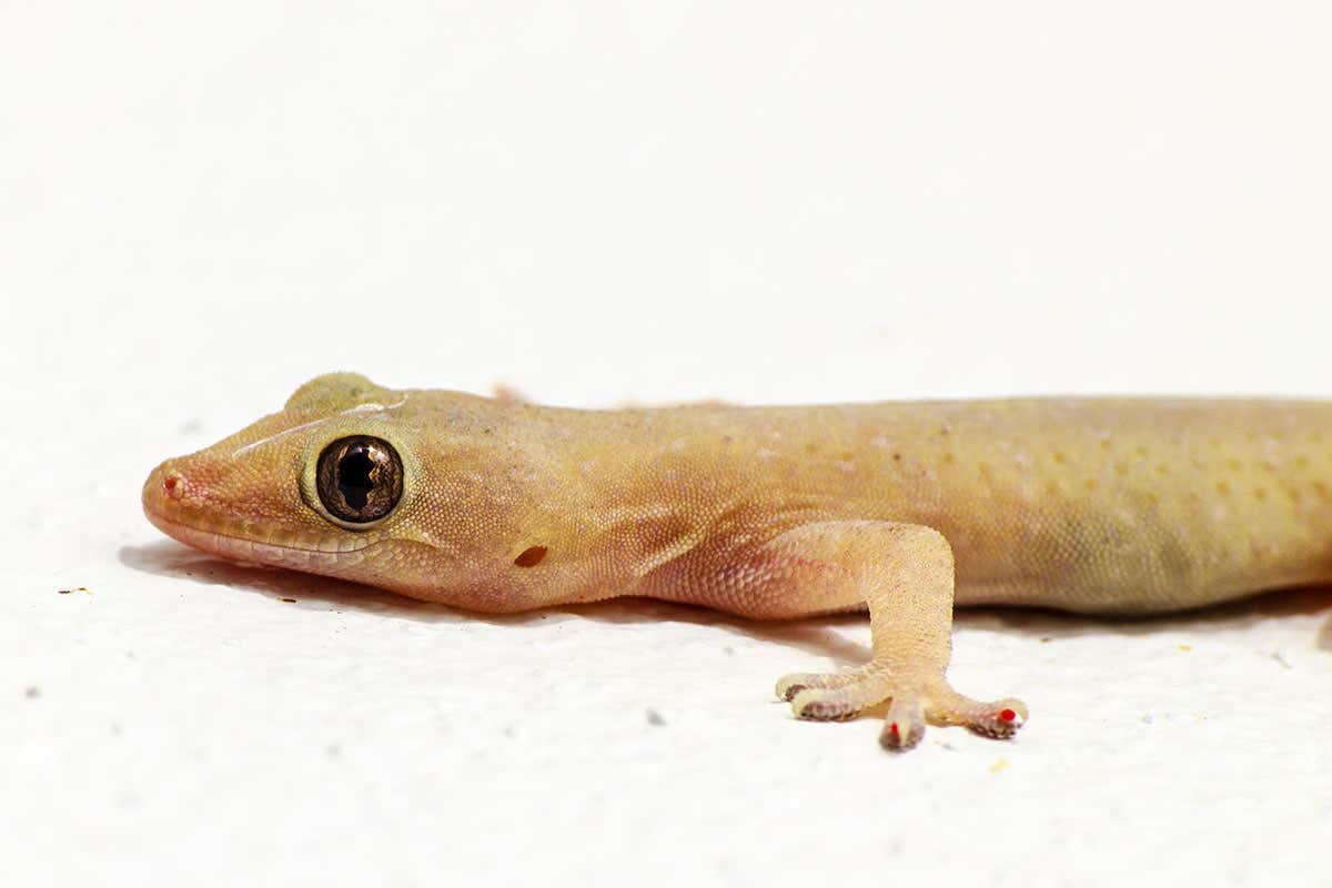 gecko