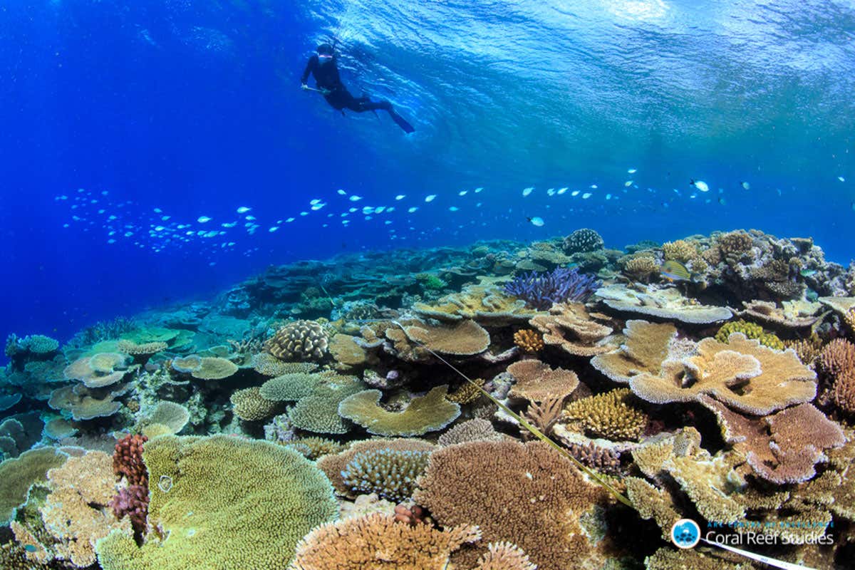Diver above coral reef