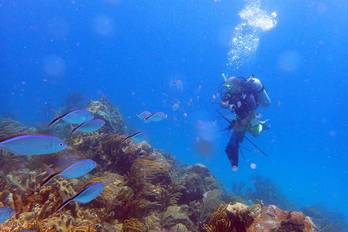 diver on coral reef