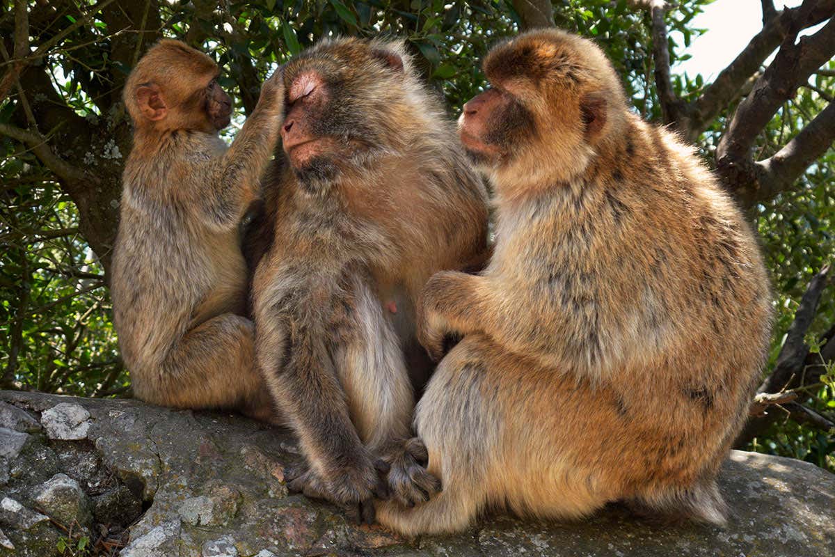 macaques