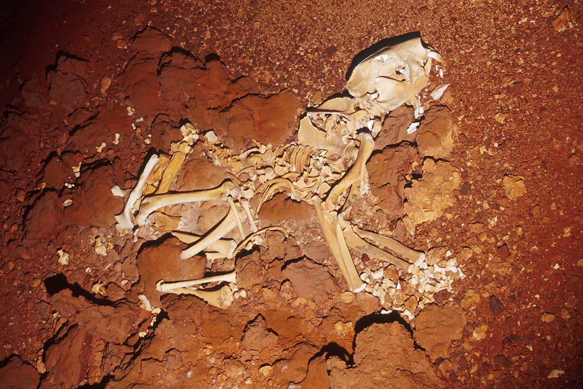 Marsupial lion skeleton