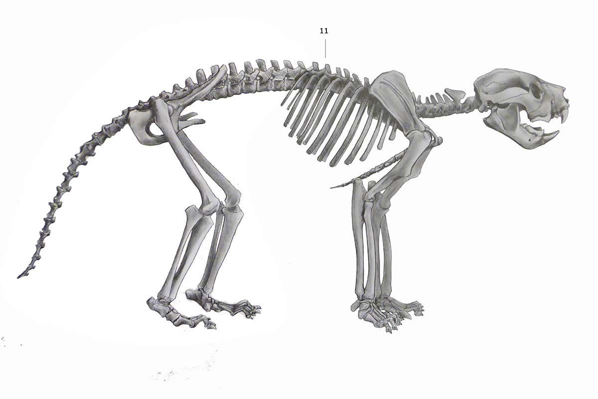 Skeleton reconstruction