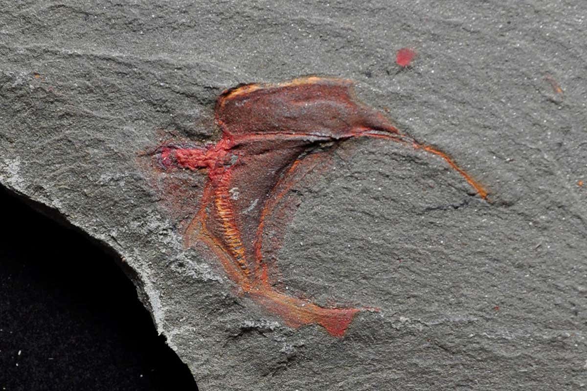 stylophoran fossil