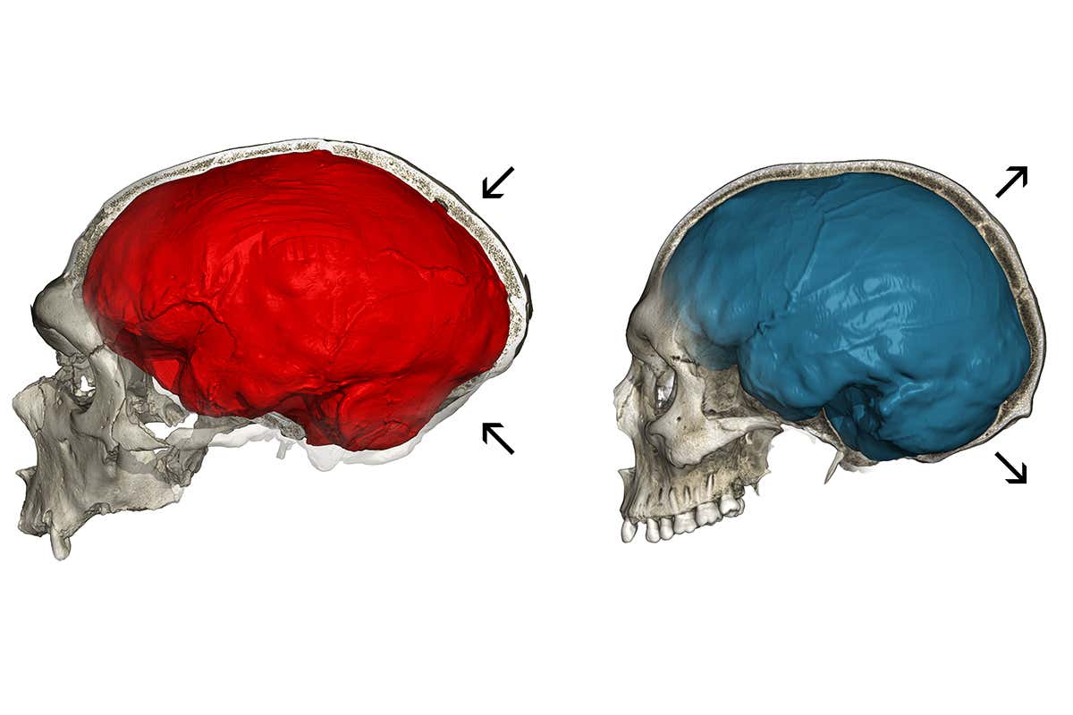 Neanderthal and human skulls
