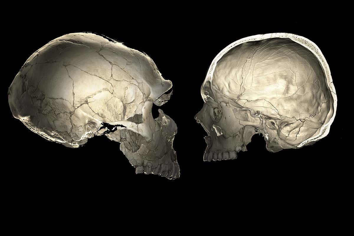 Neanderthal and human skulls