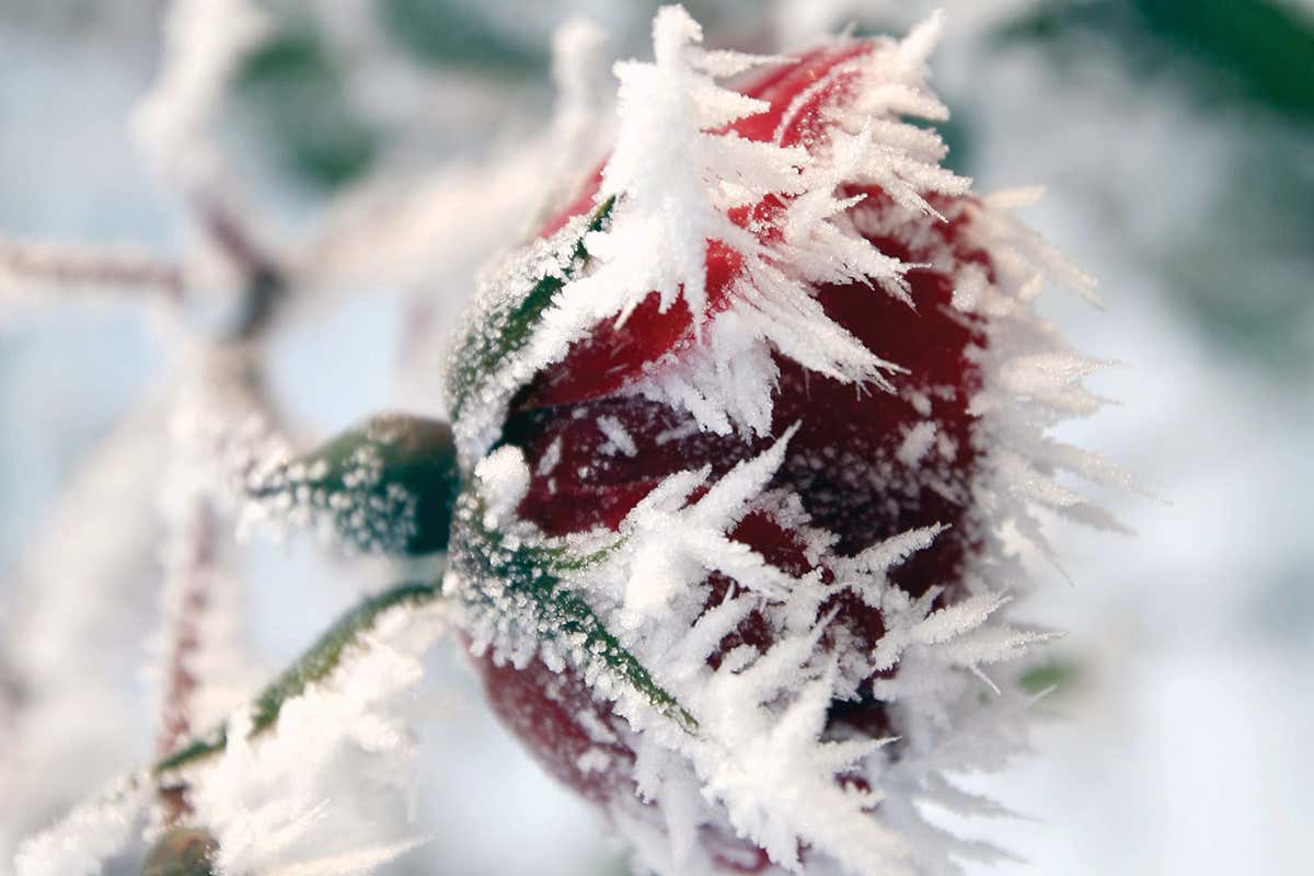 Hoar frost on rose