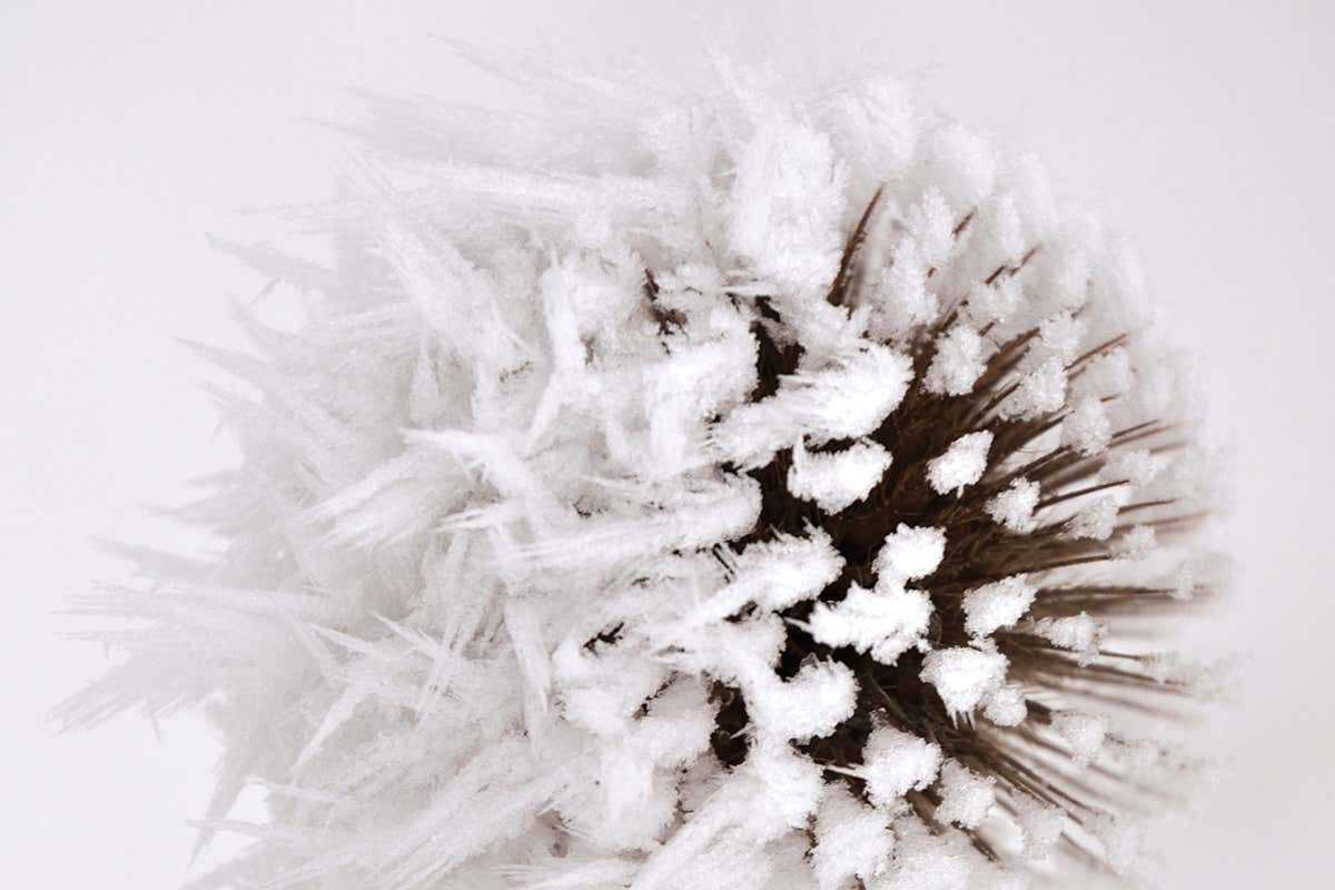 rime on thistle