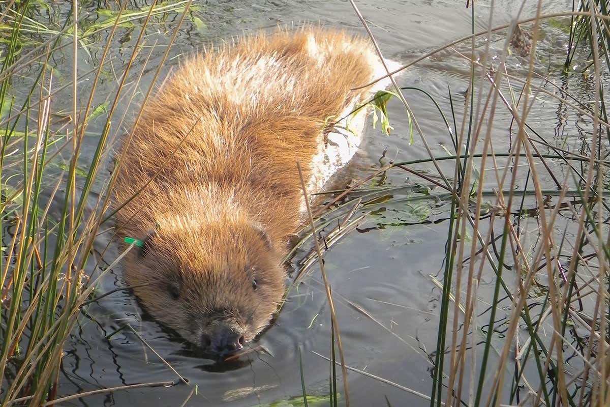 A beaver in the water