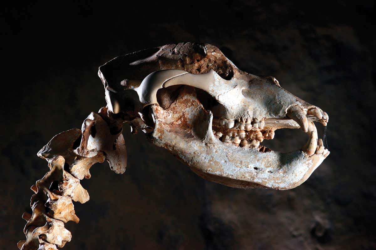 Cave bear skull