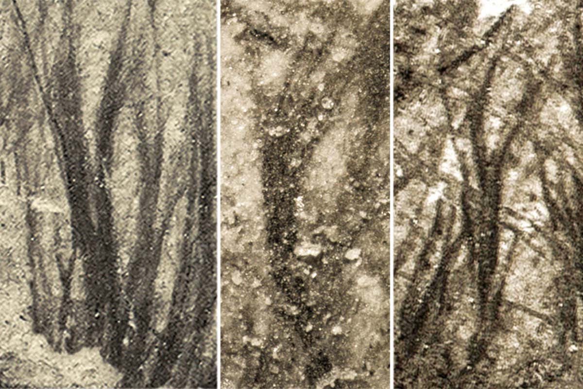 image of fossil feathers