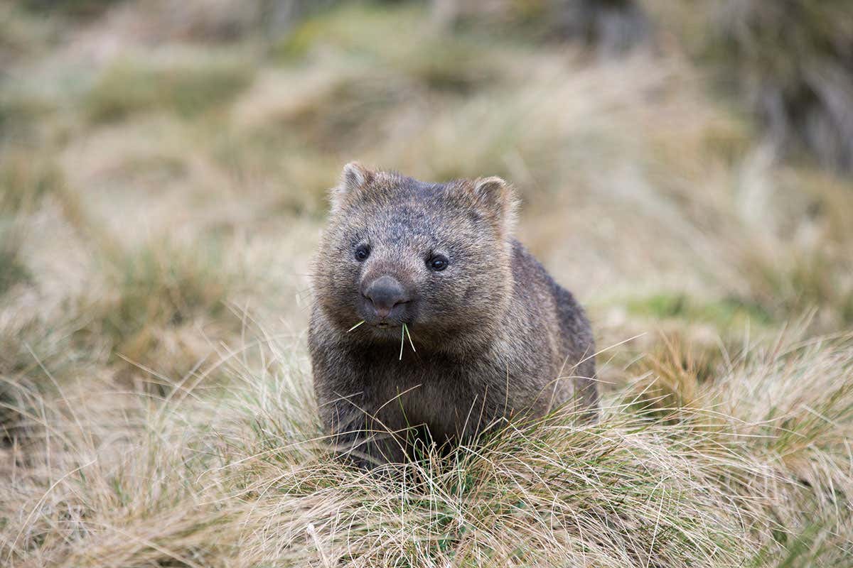 wombats