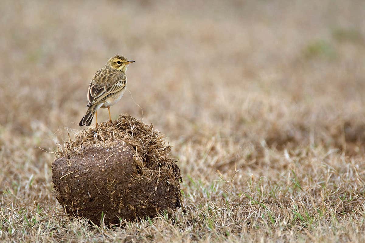 African pipit