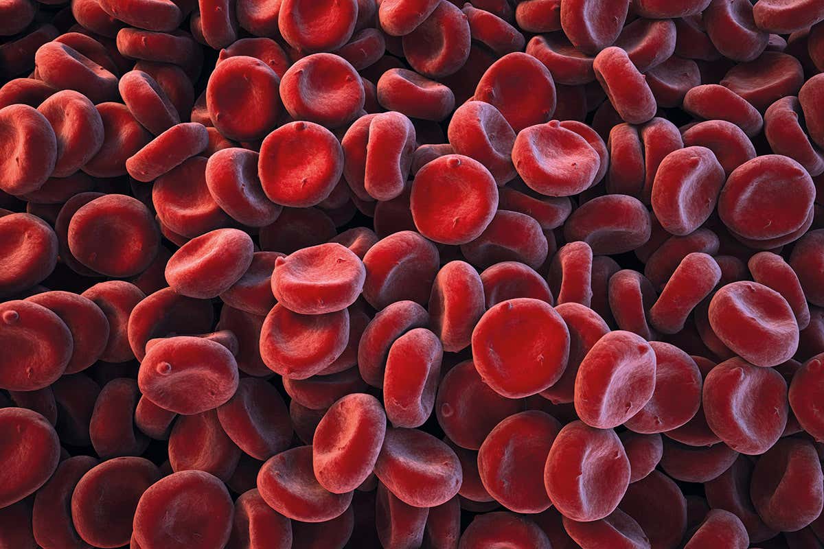 red blood cells