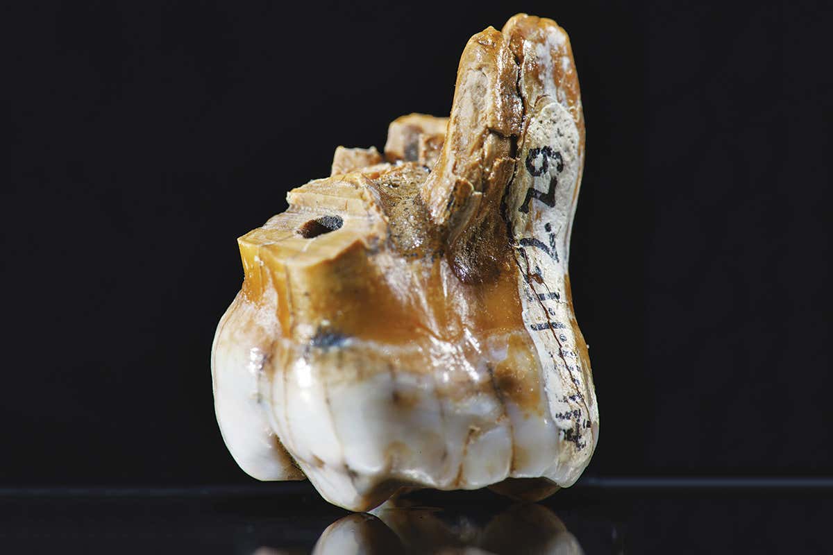 Denisovan tooth