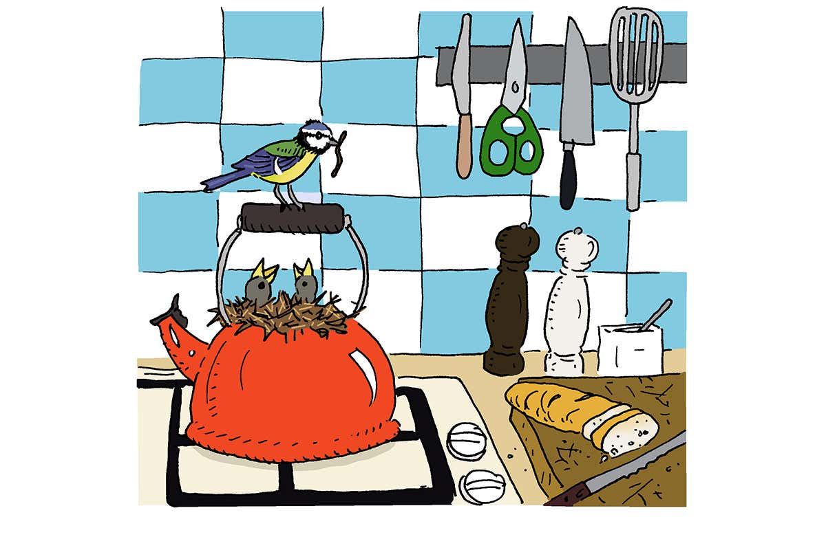 bird in kitchen cartoon