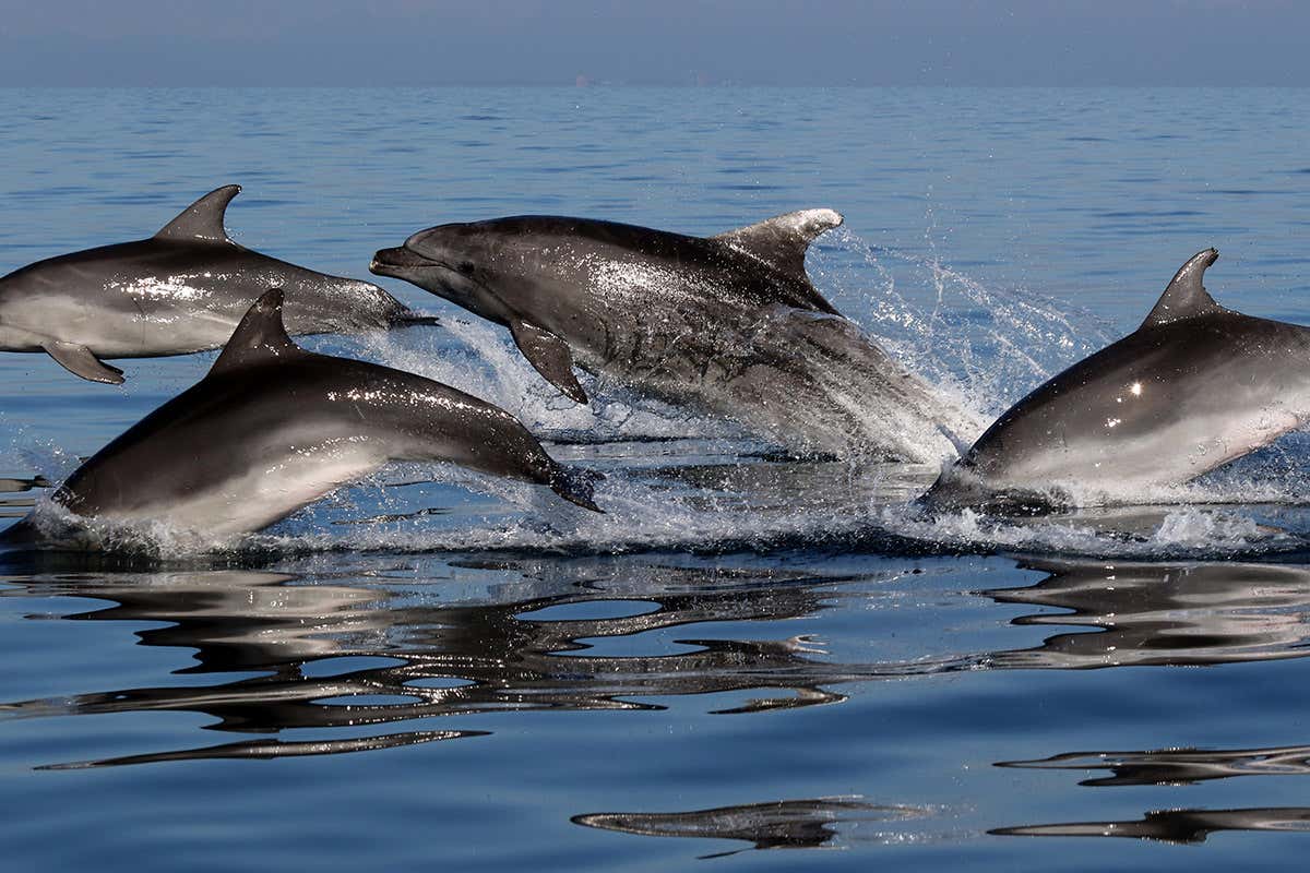 Dolphins jumping