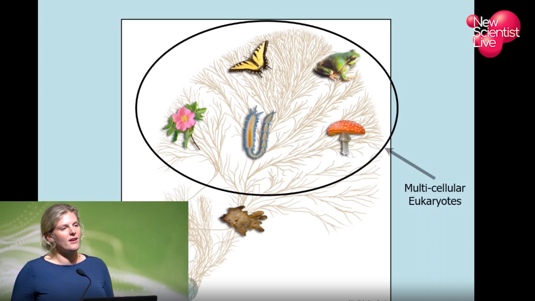 Emily Mitchell: Mysterious early lifeforms