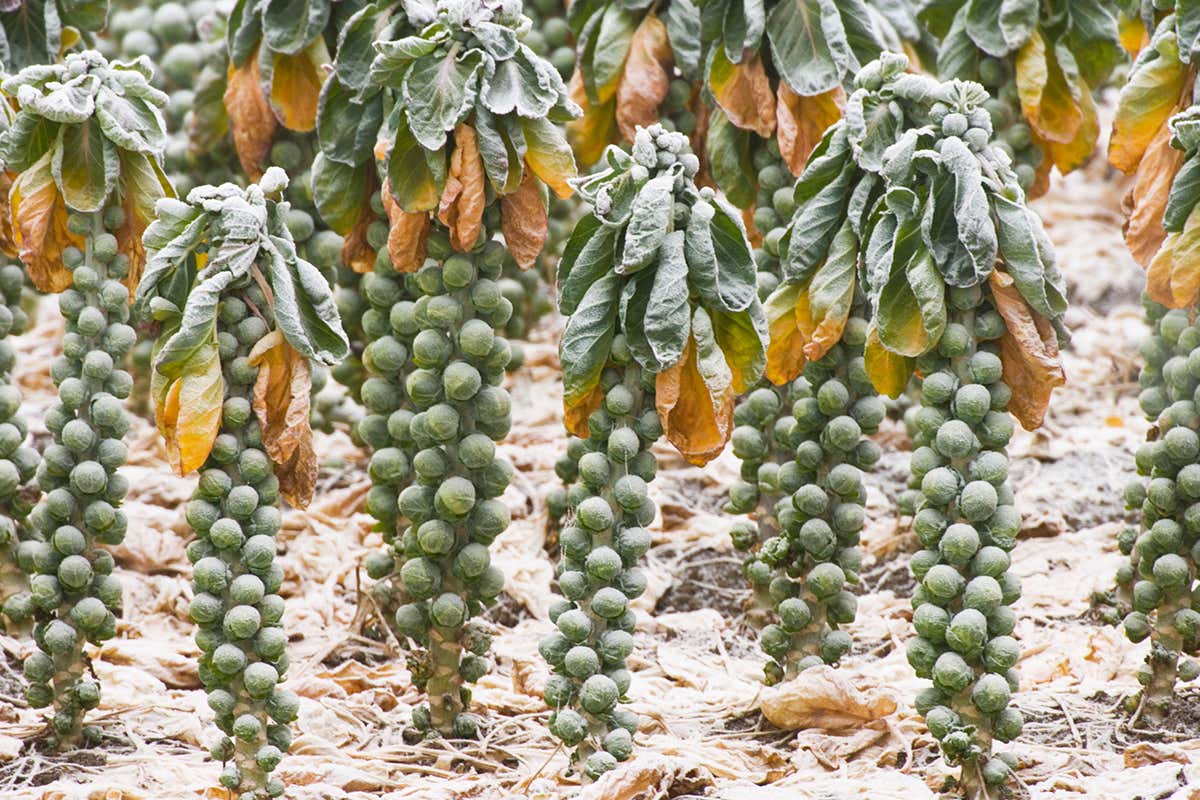 How the right Christmas lunch can help save Earth from climate change