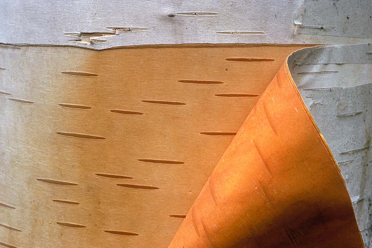 birch bark