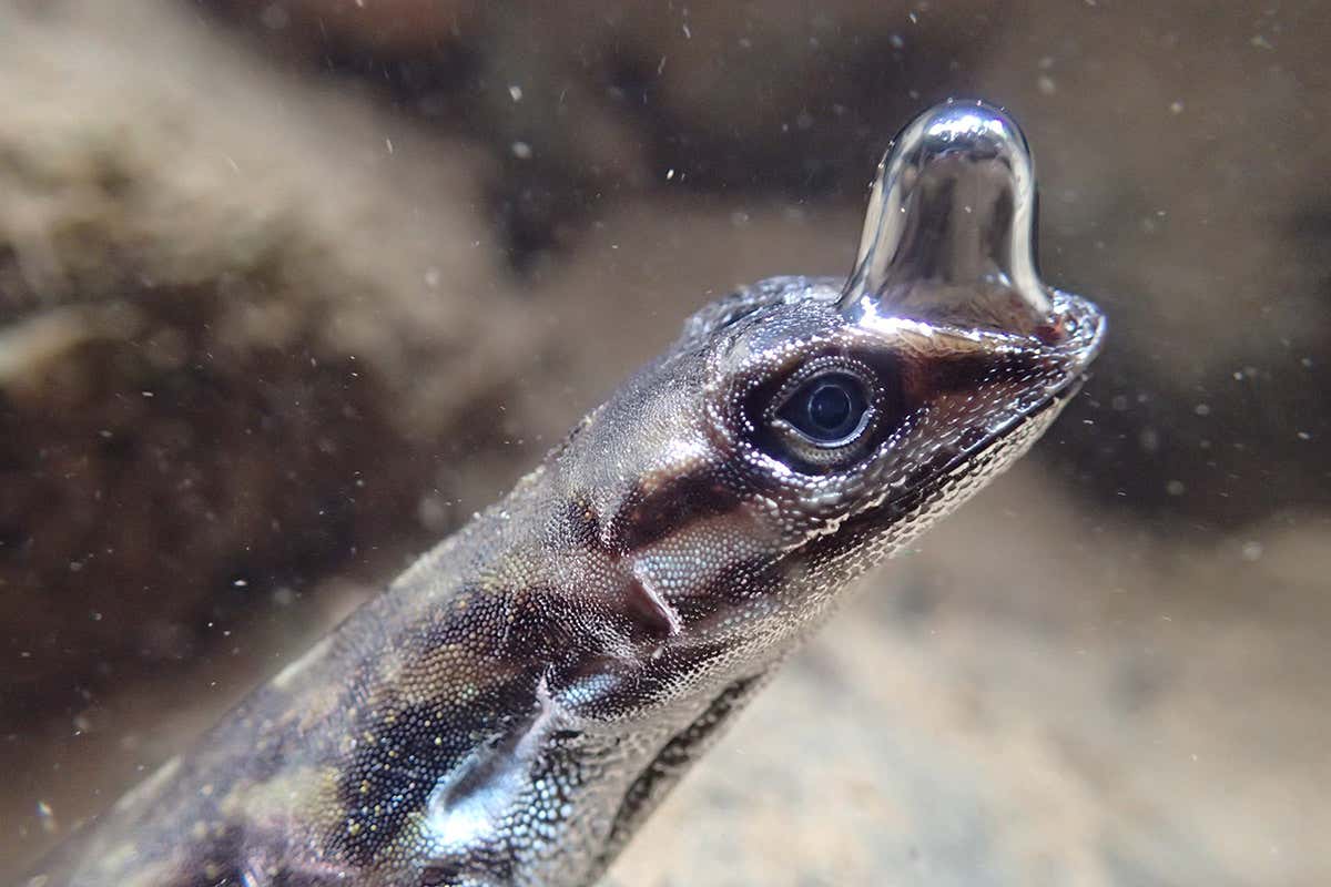 A lizard underwater with a large air bubble over its nose