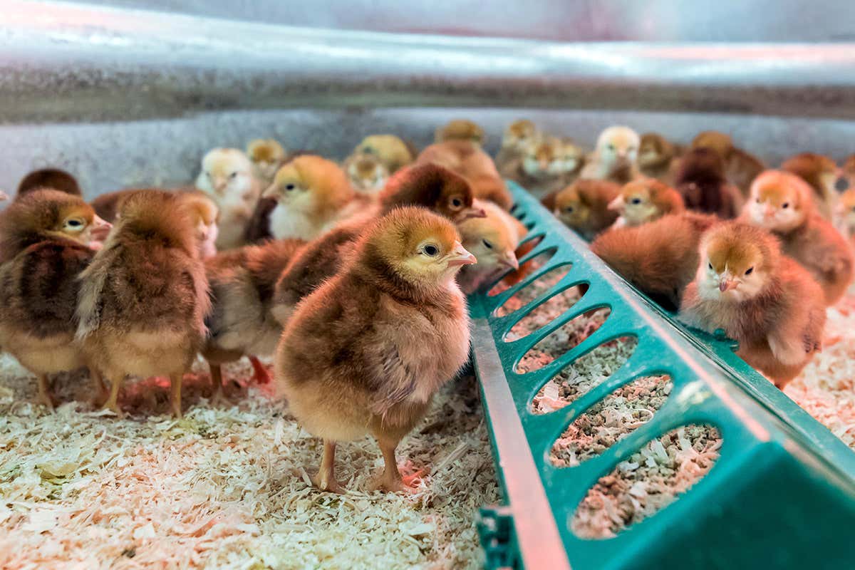 Chicks in a pen
