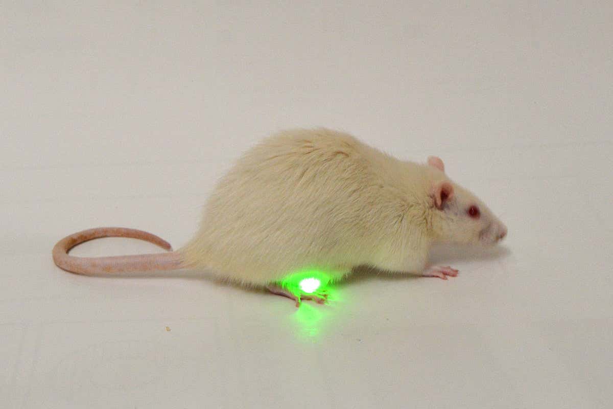 A green light restores normal bladder control in rats