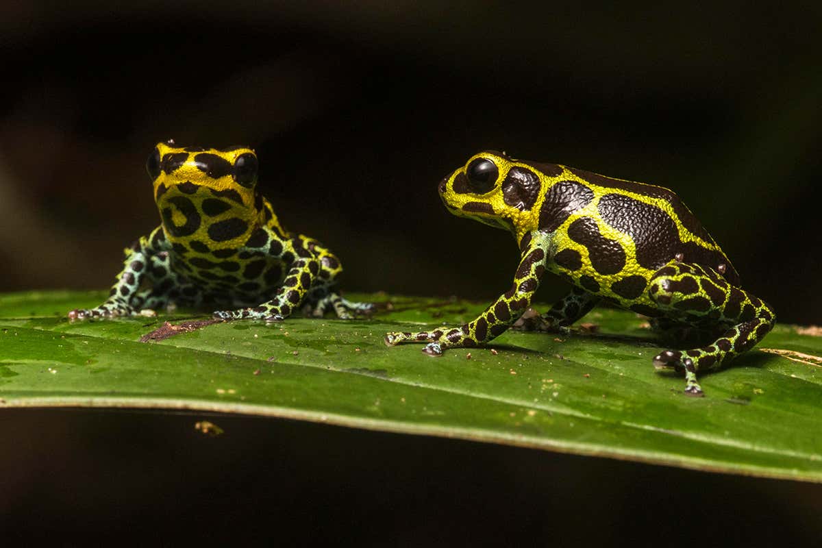 mimic poison frog