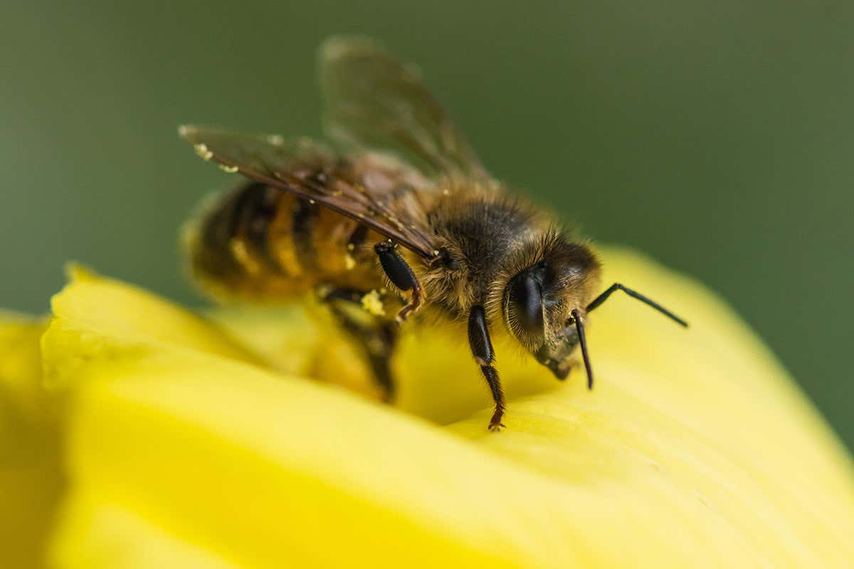 Petals detect buzzing bees