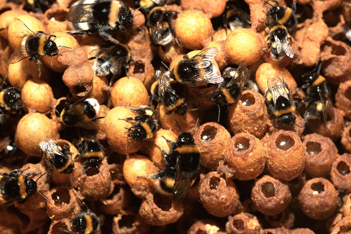 Bees in a hive