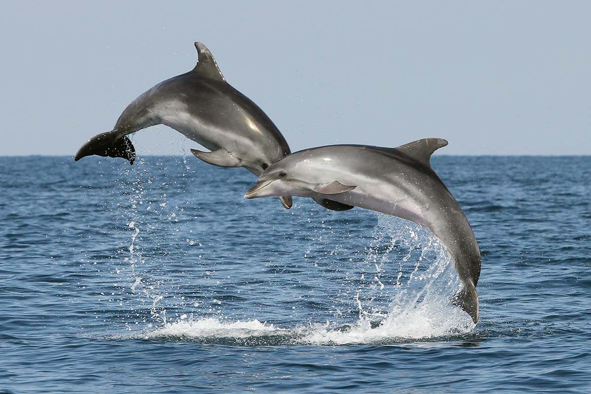 dolphins jumping