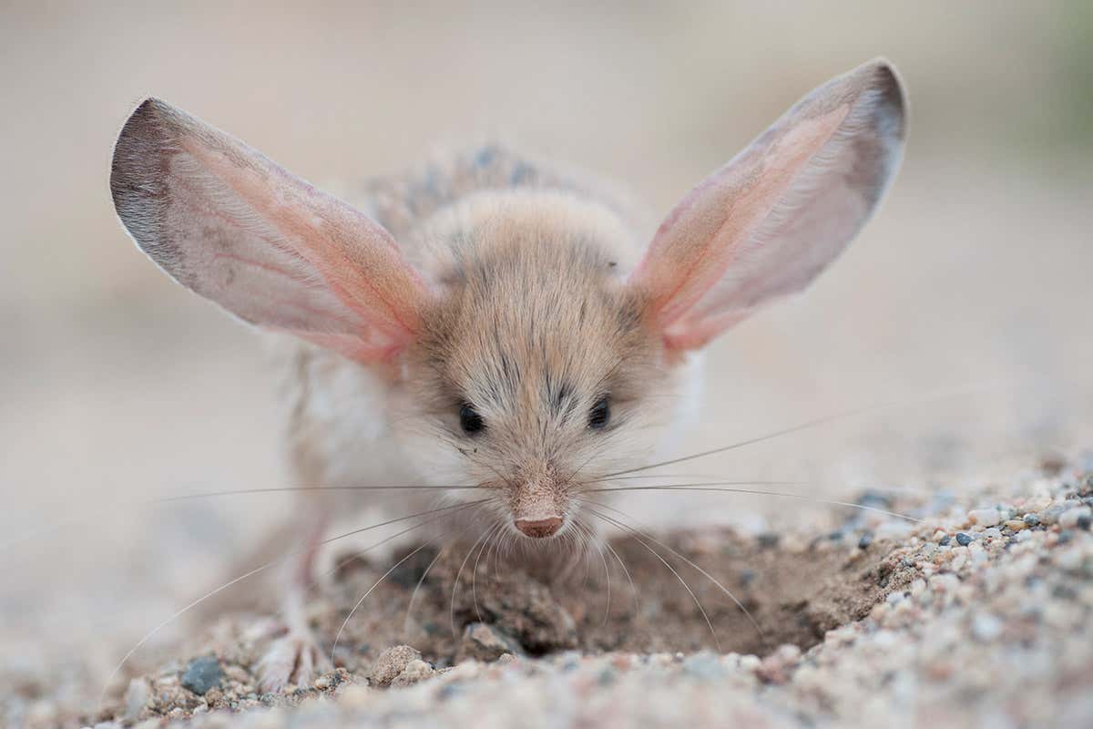 jerboa