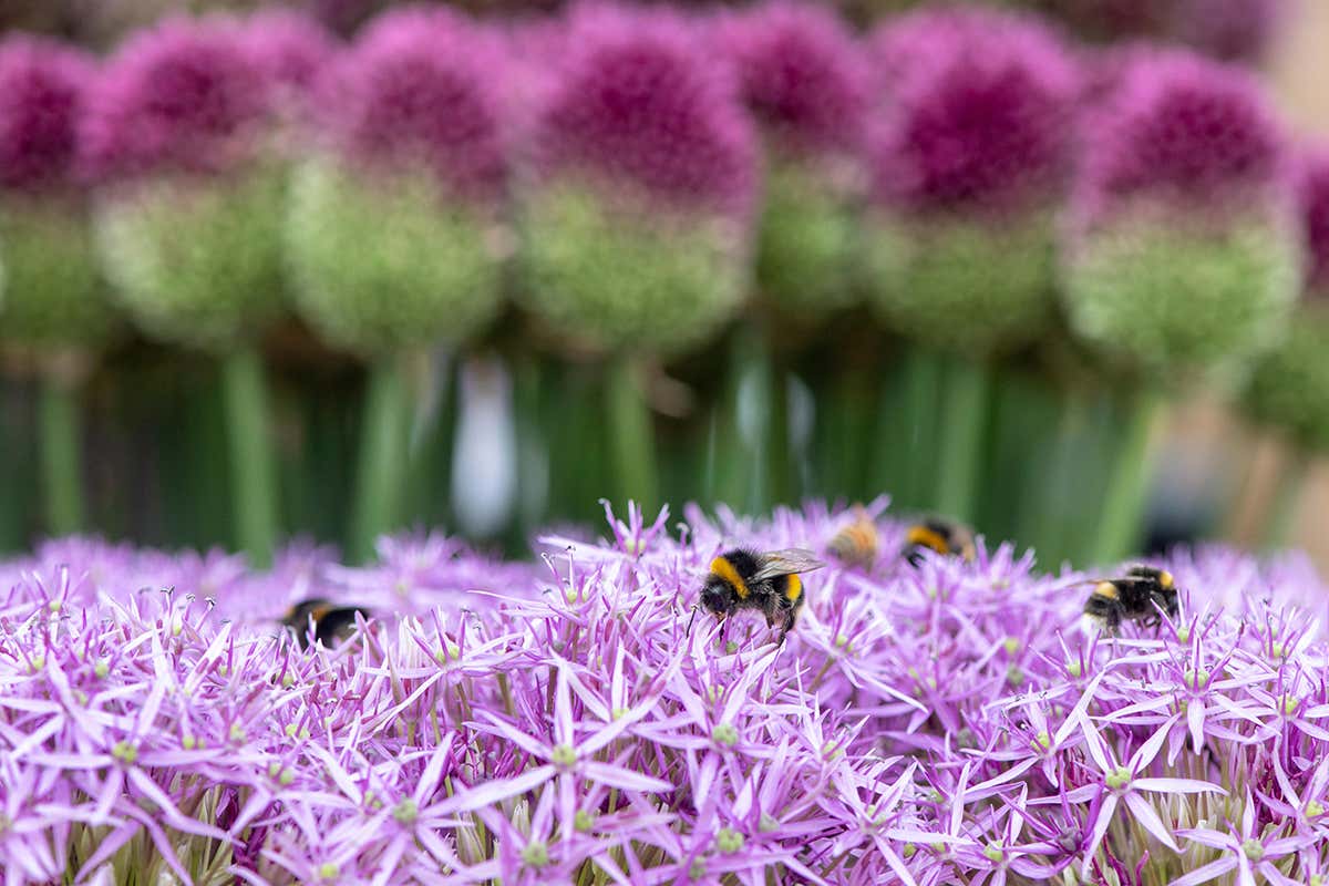 Bees on a flower