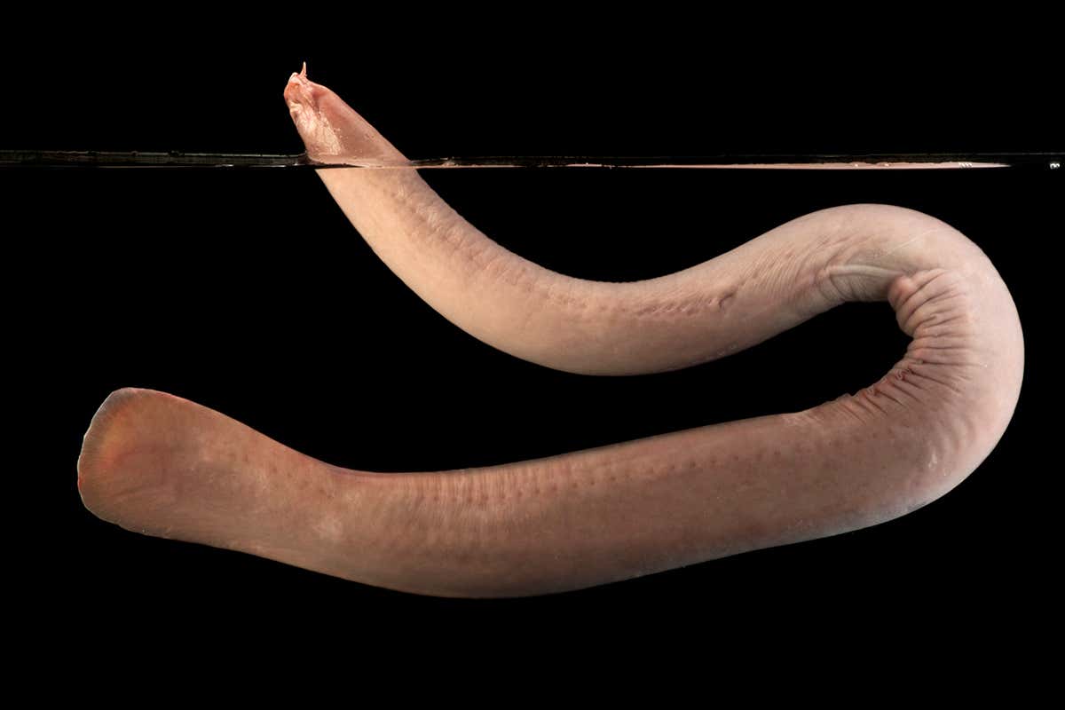 hagfish
