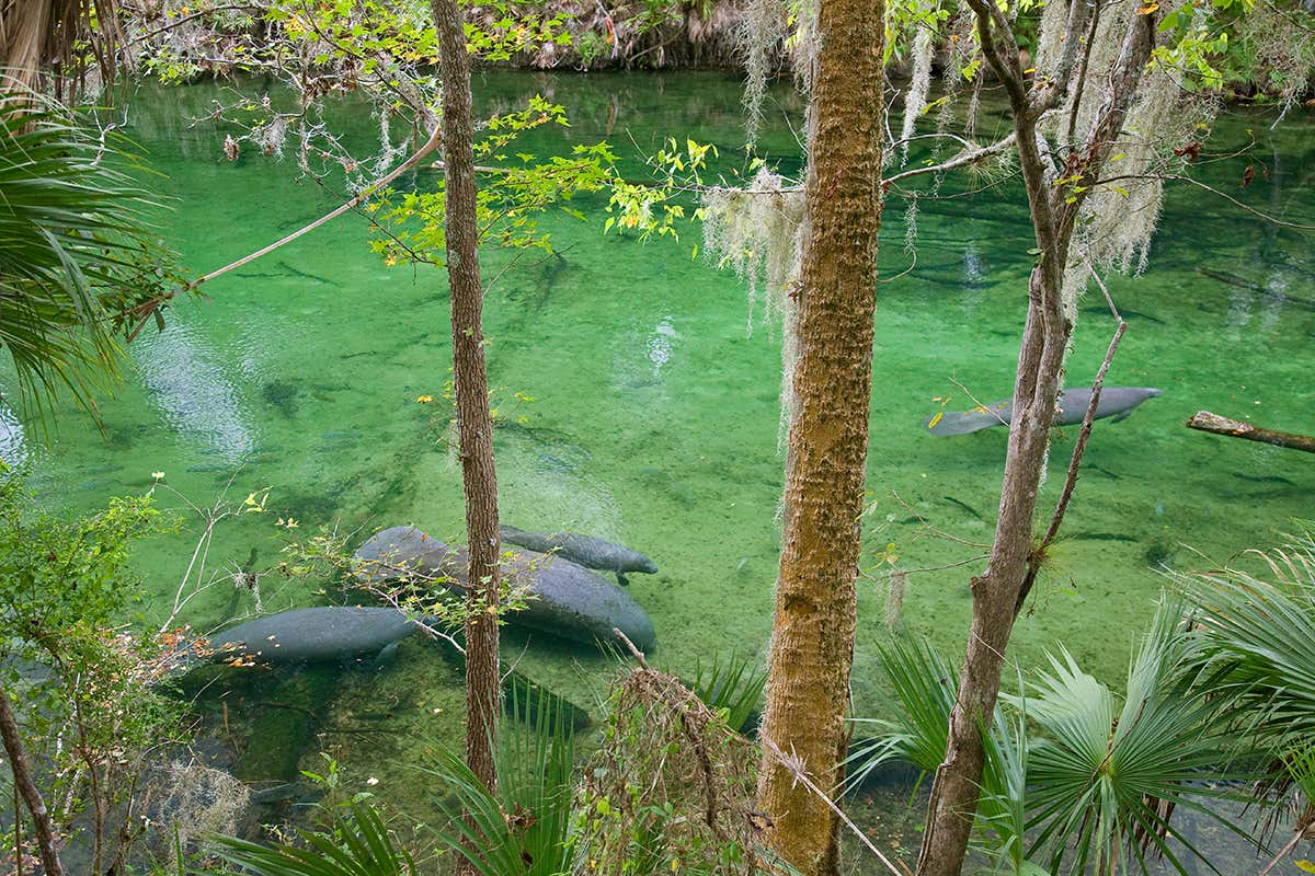 Manatees, whales and turtles are coming back from the brink in the US