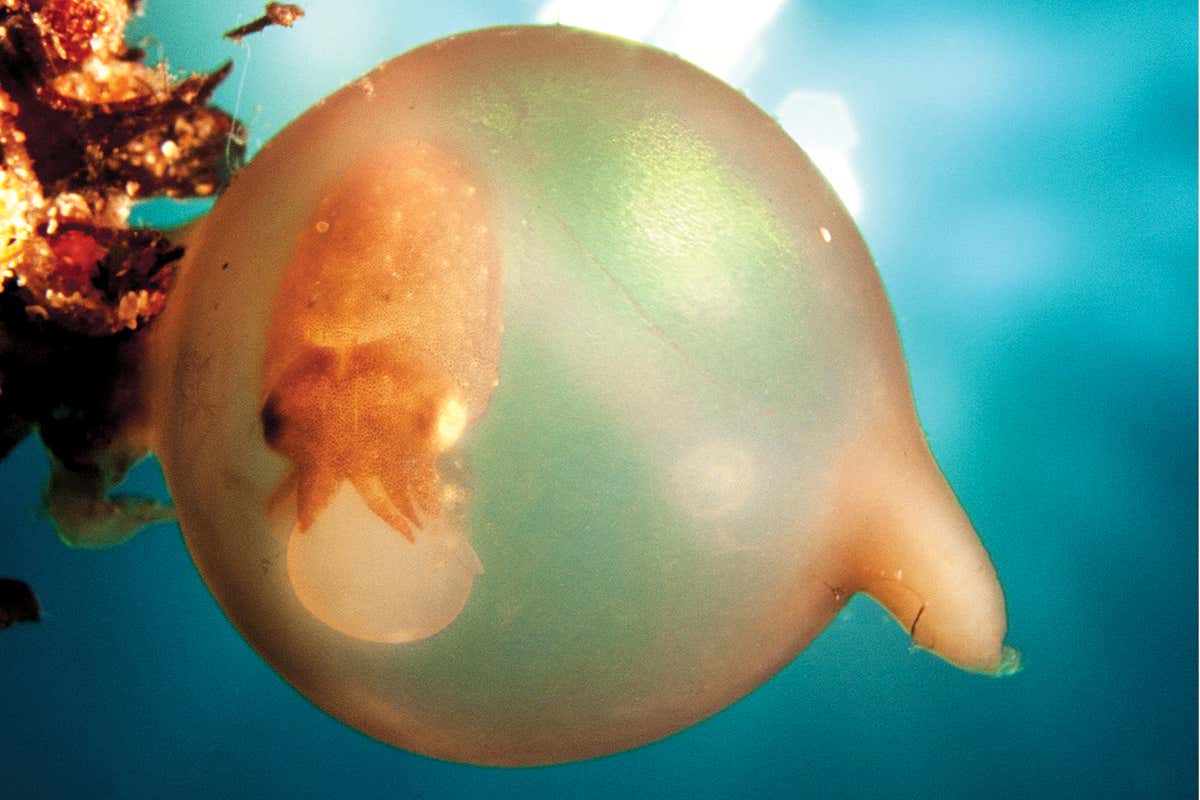 cuttlefish embryo