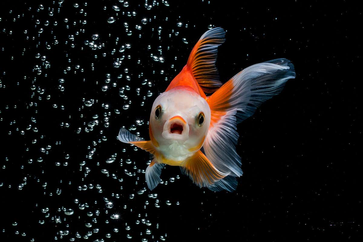 A fish in a dark background