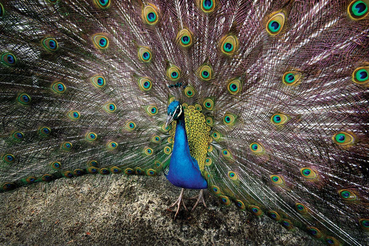 Peacocks might use their showy tails for covert communication