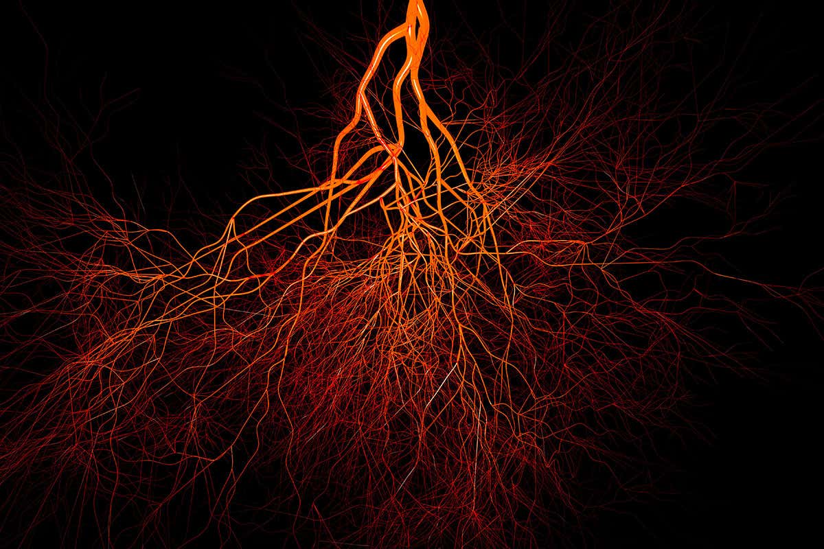 Blood vessels