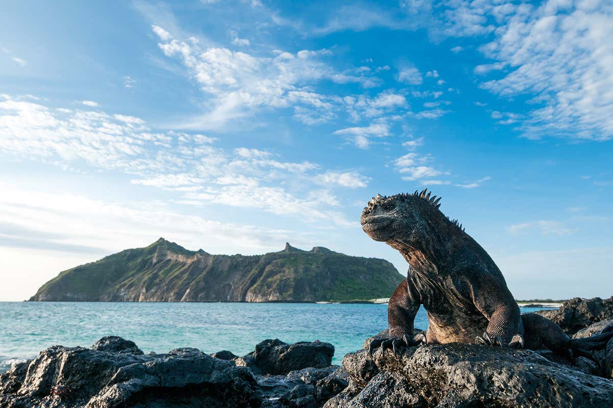 marine iguana