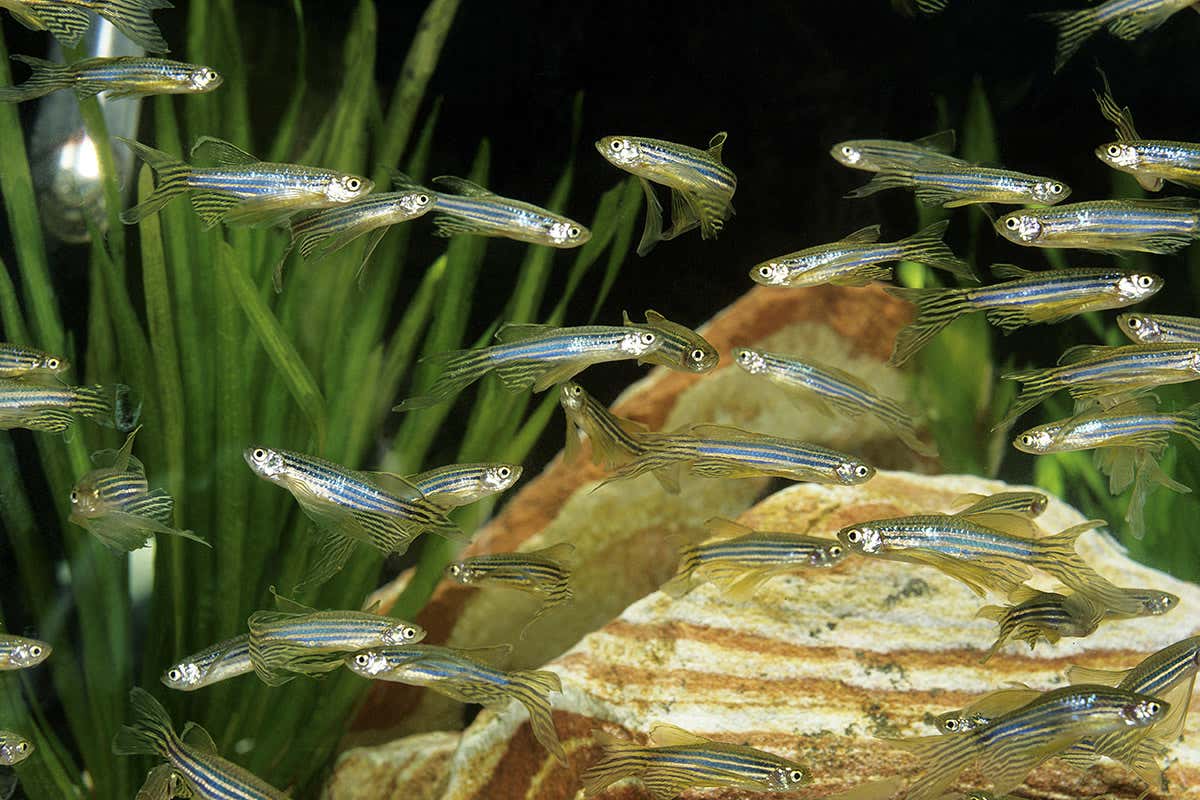 zebrafish