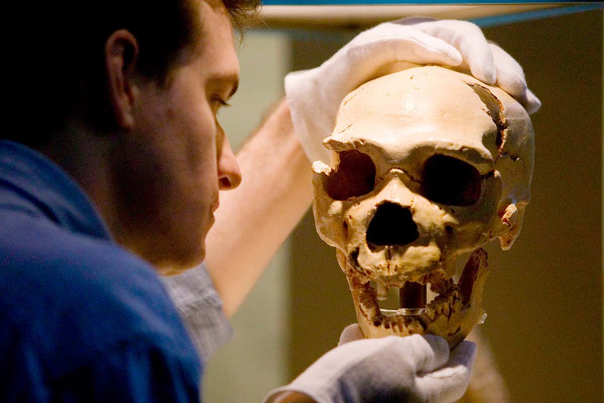 A neanderthal skull