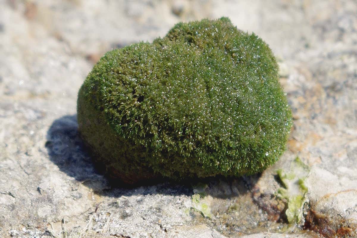 A snail with an algal coat